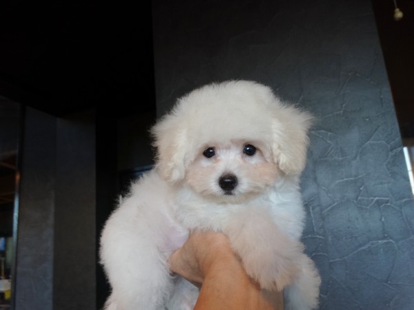 ひまりちゃんBaby／トイプードル