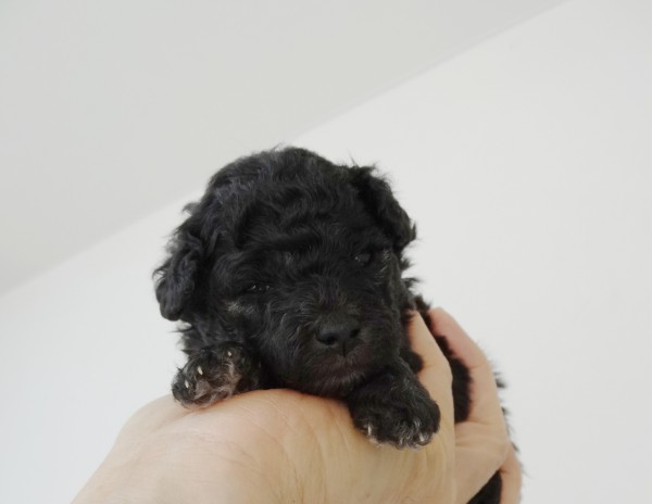 ひまりちゃんBaby／トイプードル