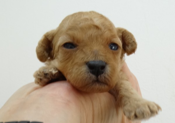 ネネちゃんBaby誕生／トイプードル