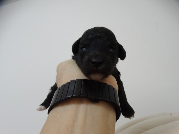 ひまりちゃんBaby／トイプードル