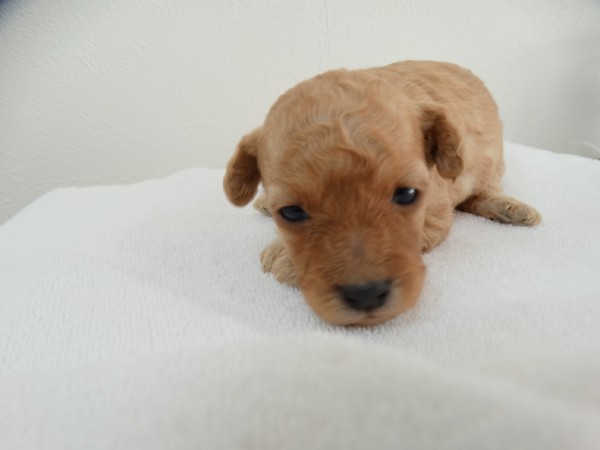 ネネちゃんBaby／トイプードル