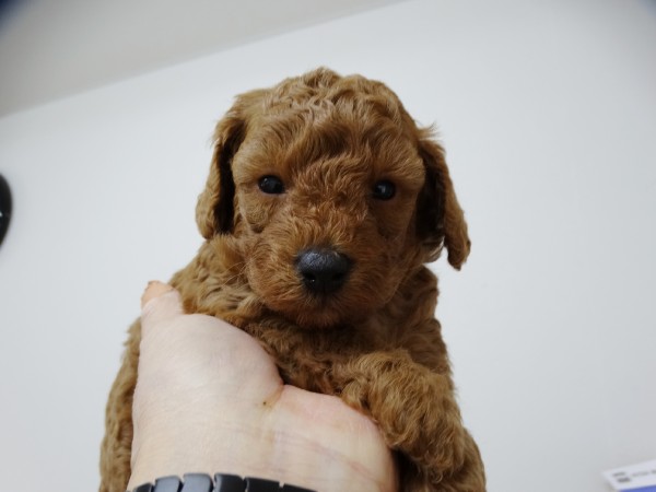 ネネちゃんBaby／トイプードル