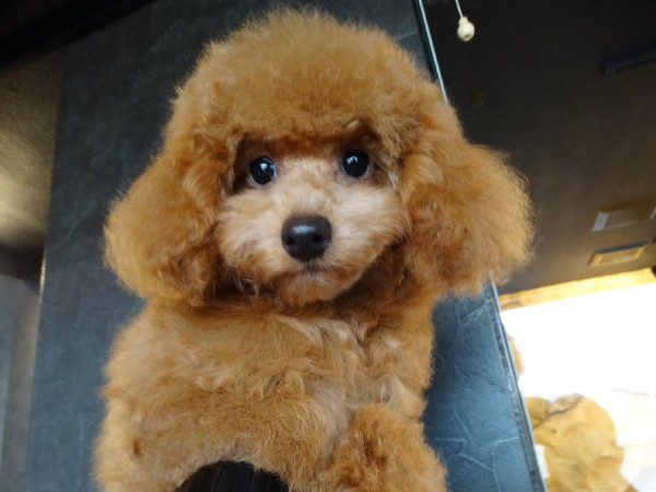 ネネちゃんBaby／トイプードル