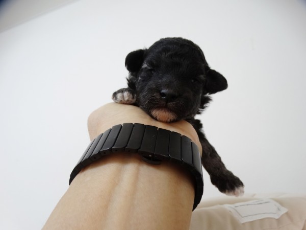 ひまりちゃんBaby／トイプードル