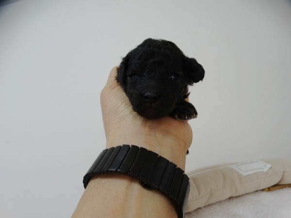 ひまりちゃんBaby／トイプードル