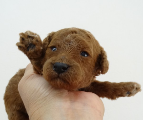 ネネちゃんBaby／トイプードル