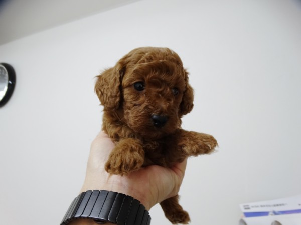 ネネちゃんBaby／トイプードル