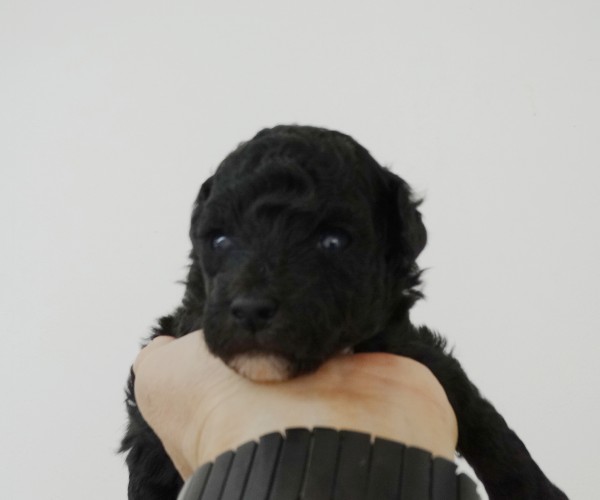 ひまりちゃんBaby／トイプードル