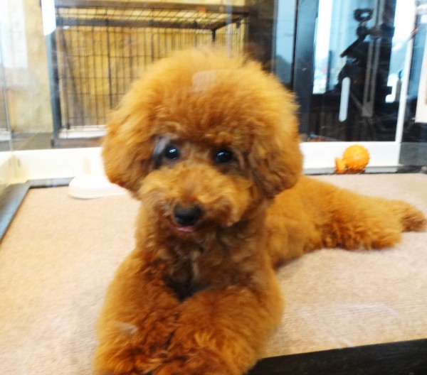 オトちゃんbaby／トイプードル