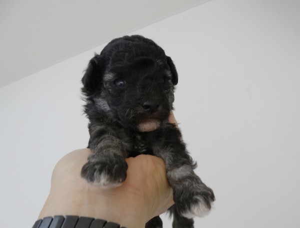 ひまりちゃんBaby／トイプードル