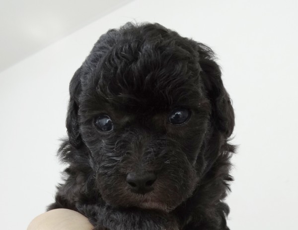 ひまりちゃんBaby／トイプードル