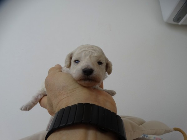 ひまりちゃんBaby／トイプードル