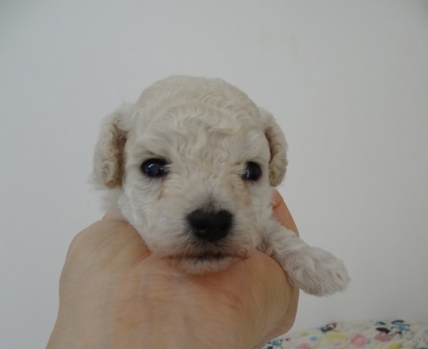 ひまりちゃんBaby／トイプードル