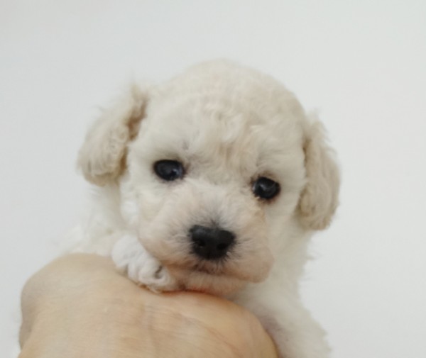 ひまりちゃんBaby（タイニーサイズ）／トイプードル