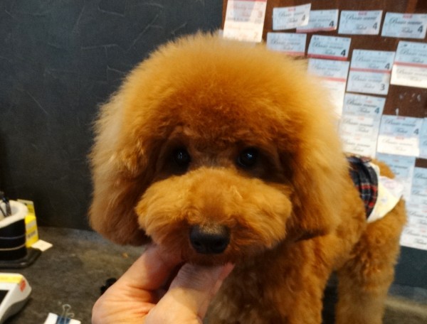 オトちゃんbaby／トイプードル