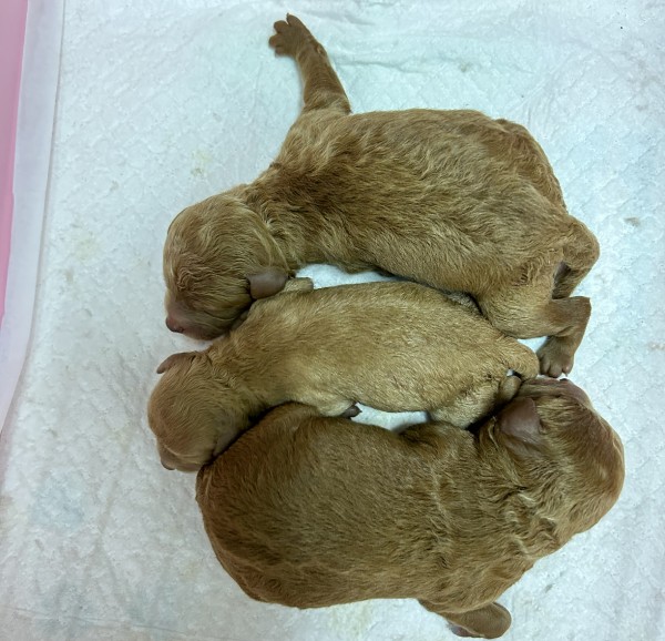 ネネちゃんBaby誕生／トイプードル