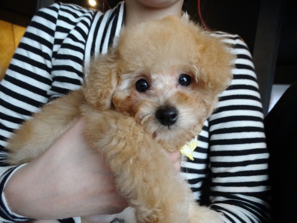 ネネちゃんBaby誕生／トイプードル