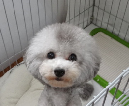 3月ひまりちゃん出産予定／トイプードル