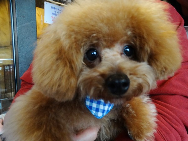 オトちゃんBaby（小）／トイプードル