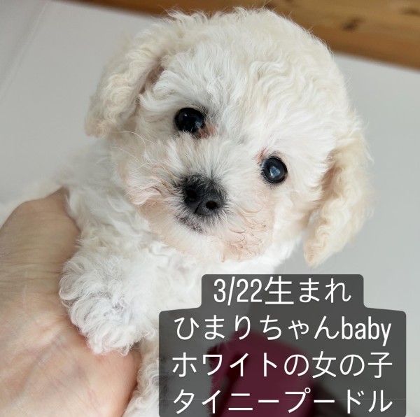 ひまりちゃんBaby（タイニーサイズ）／トイプードル